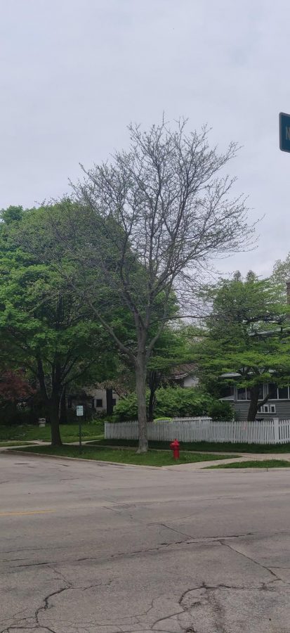 Owls+in+Shorewood+Drawing+Onlookers