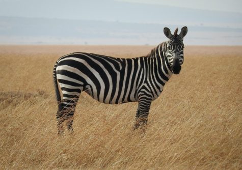 Loose Zebra in Seymour WI