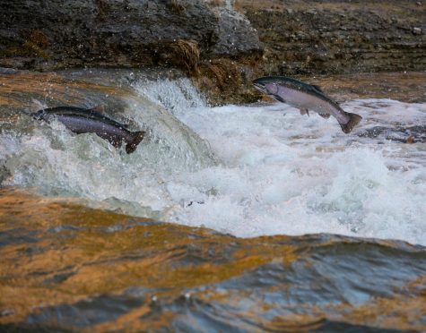 Swimming Upstream: A Salmons Life