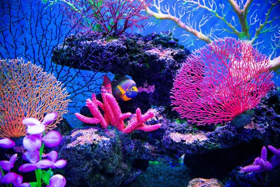 Coral reef on the ocean floor
