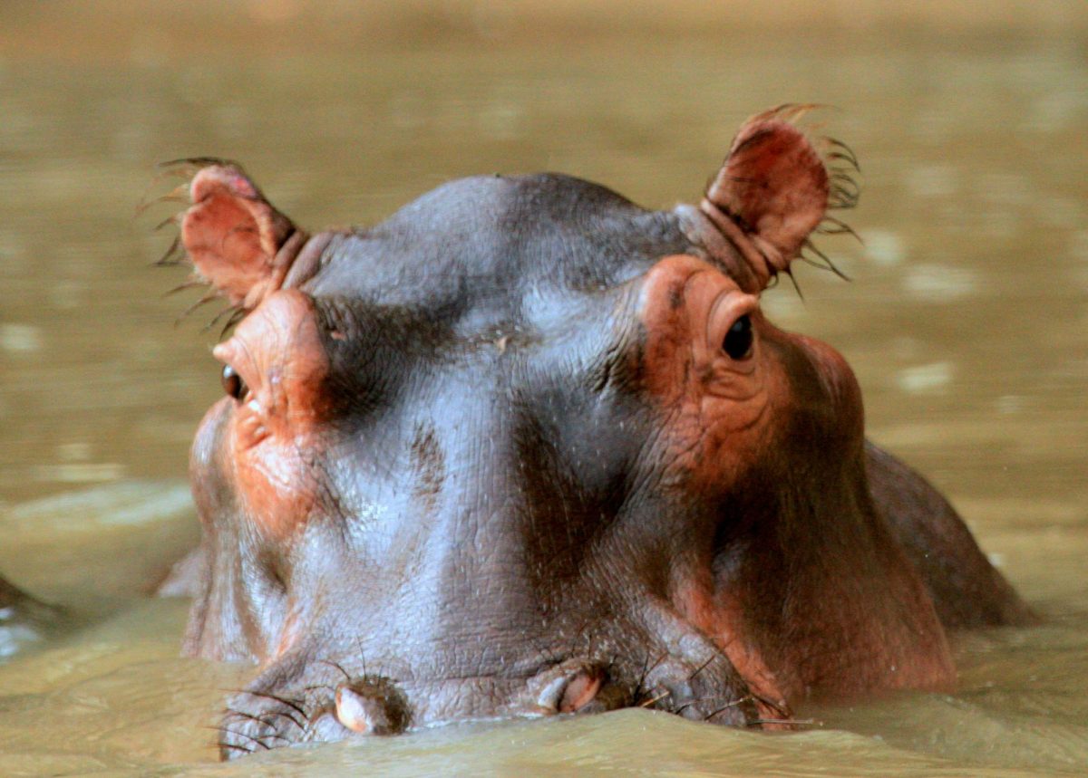 Patti the Hippo