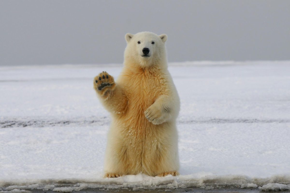 Houses Left to the Polar Bears
