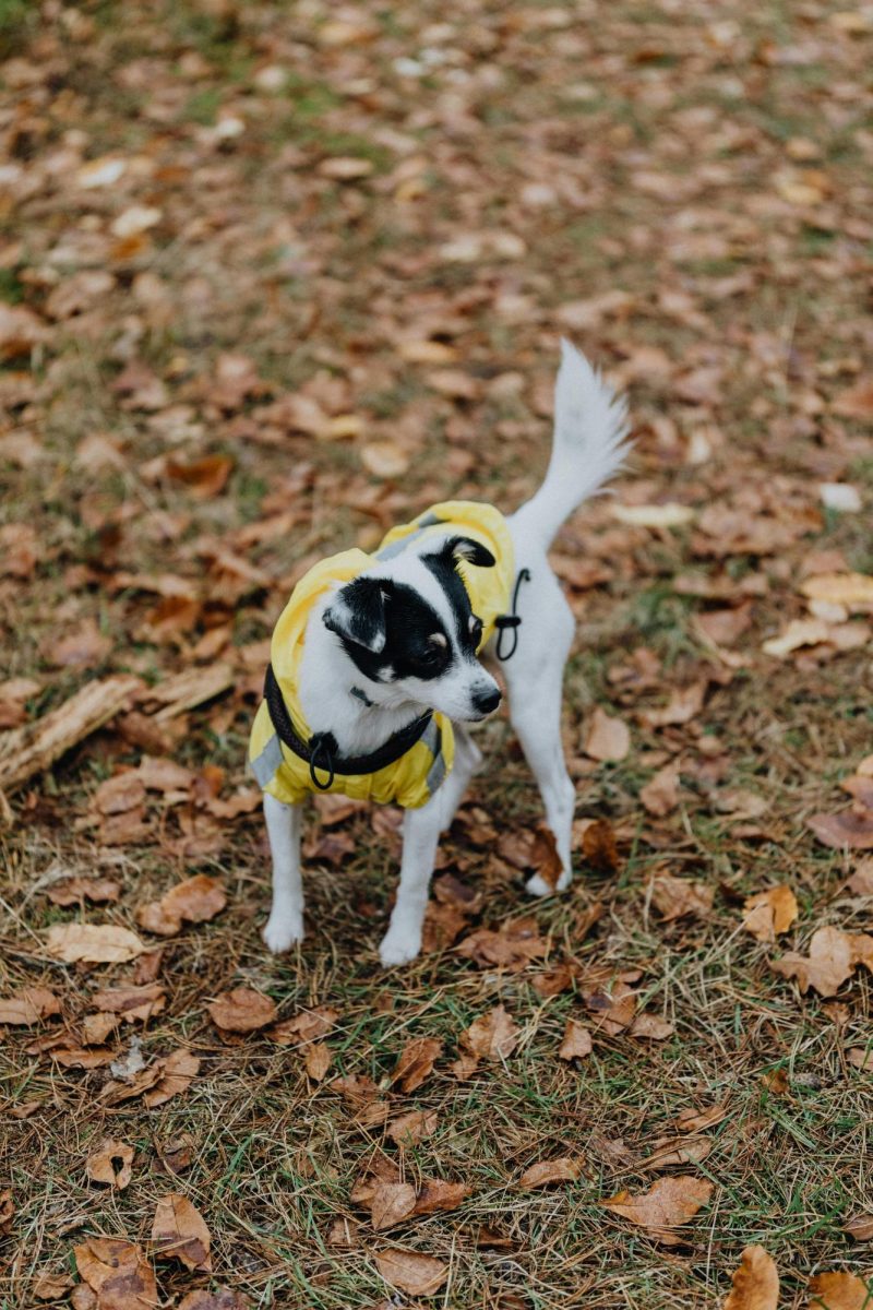 Beau's Adventure